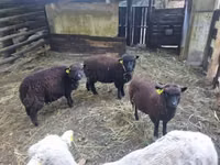 Oaie, Southdown sheep — foto 1