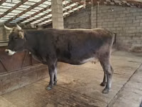 Vache, Swiss cattle — photo 3