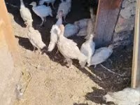 Turkeys — 1-rasm