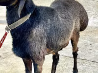 Berbec, Arashan sheep — foto 4