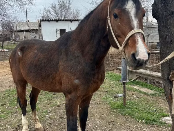 At, Arabian horse