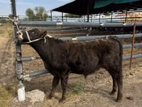 Toro, Aberdeen-Angus — foto 4