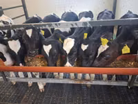 Toro, Russian Black pied cattle — foto 2