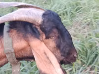 Taka, Nubian Goat — 2-rasm