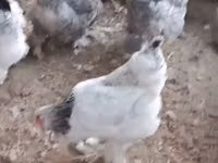 براهما — الصورة 2