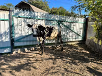 Vacă, Russian Black pied cattle — foto 5