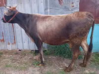 بقرة, Russian Black pied cattle — الصورة 5