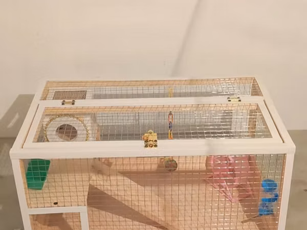 Hamster/kiçik gəmirici üçün geniş taxta