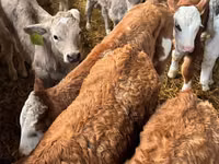 牛只（批次，未指定性别）, Simmental cattle — 照片 1