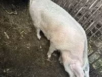 母猪, Pigs — 照片 7