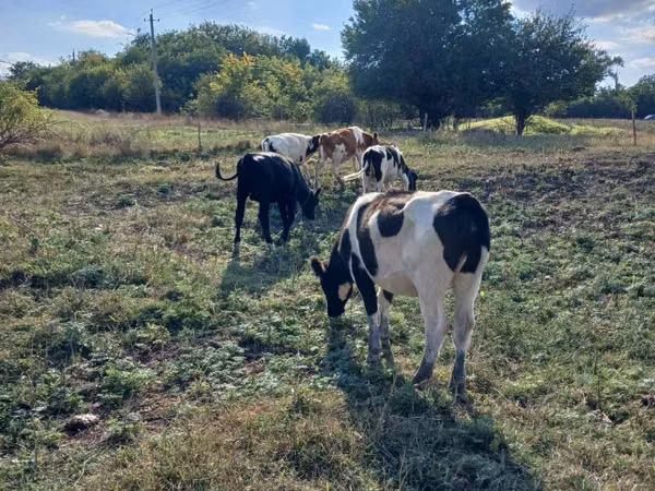Bou, Russian Black pied cattle