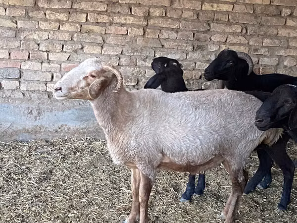Schaf, Merino sheep