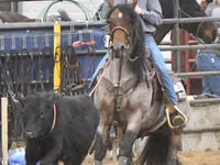 母马, Quarter Horse — 照片 7