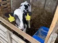 Taureau, Russian Black pied cattle — photo 1