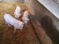 Säue, Schweine — Foto 4