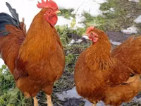 Chickens — photo 8