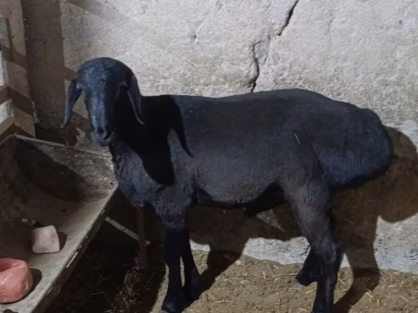 मेढ़ा, Hissar sheep