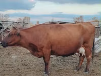 Cow, Kalmyk breed — photo 8