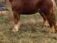 公马, Suffolk Punch — 照片 7