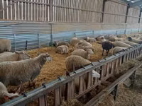 نعجة, Rouge de l’Ouest sheep — الصورة 3