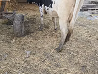 Vacă, Russian Black pied cattle — foto 2