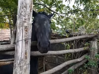 Madyan, Nonius horse — foto 3