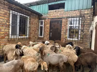 كبش, Rhon sheep — الصورة 1