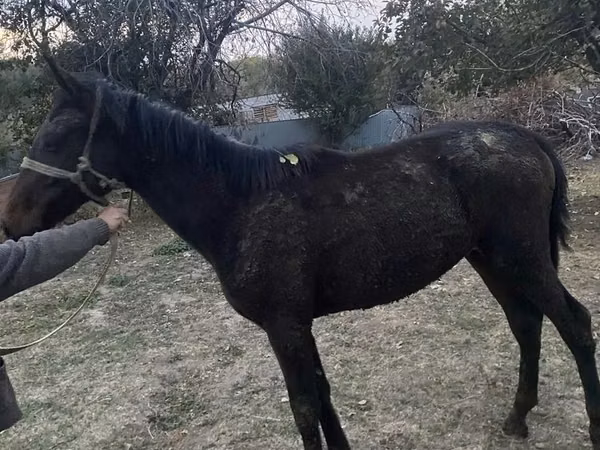 At, Kazakh horse