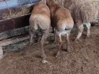Qoʻy, West-Siberian mutton sheep — 2-rasm