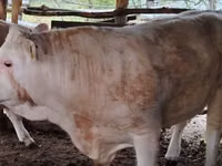 Bulle, Simmental cattle — Foto 1