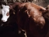 Cow, Limousin cow — photo 3