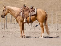 حصان, Quarter Horse — الصورة 3