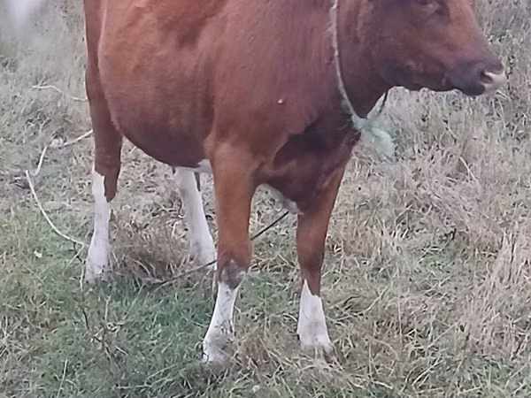 Vacă, Bovine