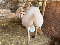 公羊, Rhon sheep — 照片 5