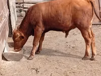Bull, Cattle — photo 2