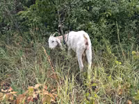 Cabro, Nubian Goat — foto 2