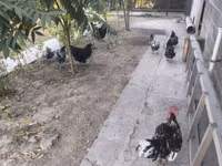 Australorp — foto 3