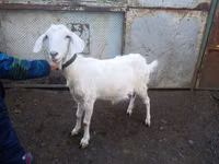 Cabra, Nubian Goat — foto 2