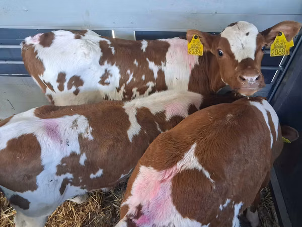 Bulle, Simmental cattle