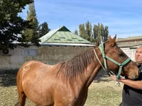 Stute, Kazakh horse — Foto 1