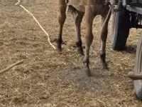 घोड़ी, Fjогd — फ़ोटो 2
