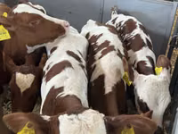 Bovins (lot, sexe non indiqué), Simmental cattle — photo 1