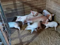 Schweine (Partie, Geschlecht nicht angegeben) — Foto 3