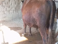Toro, Ganado vacuno — foto 4