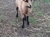 母羊, Cameroon sheep — 照片 1