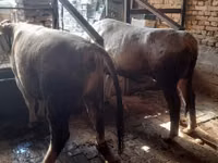 ثور, Simmental cattle — الصورة 4