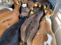 Bovine (lot, sex nespecificat), Bovine — foto 2