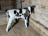 गाय, Russian Black pied cattle — फ़ोटो 2
