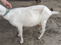 Dişi keçi, Saanen goat — foto 3