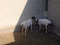 Țap, Capre — foto 8